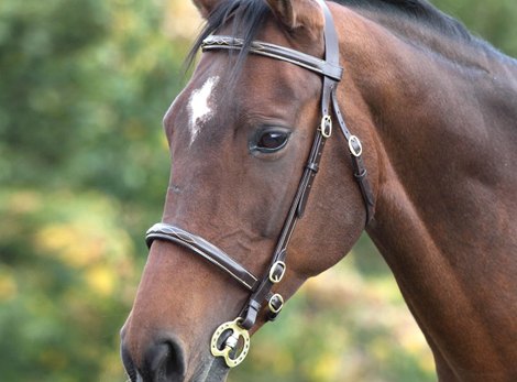 In Hand Bridles and Accessories