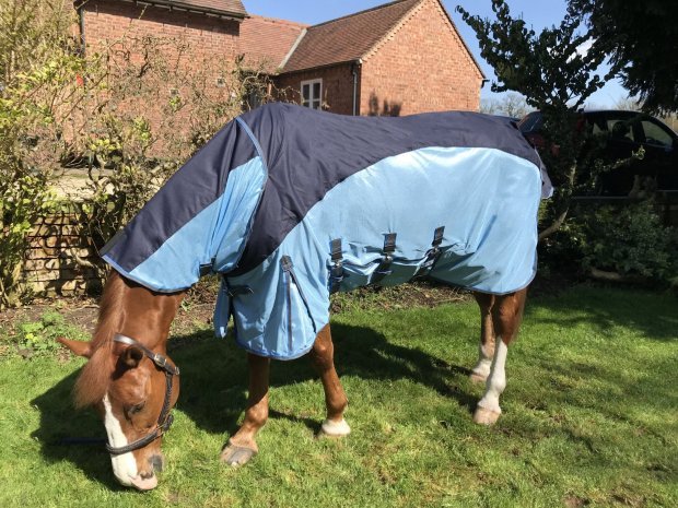 Fly rugs and fly masks.. Ready for the summer heat!