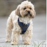 Digby & Fox  Shires Digby & Fox Tweed Dog Harness