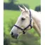 Wessex Headcollar In Blue