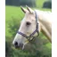 Wessex Headcollar In Blue