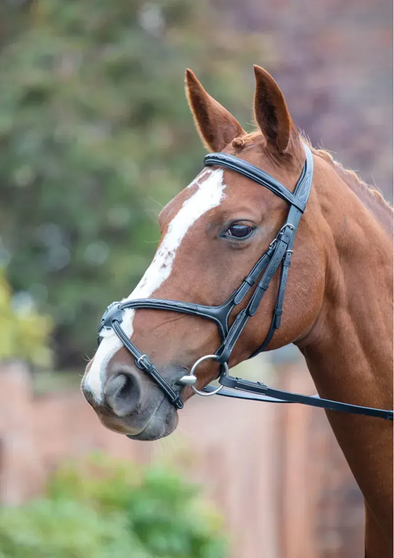 Avignon Grackle Bridle in Black