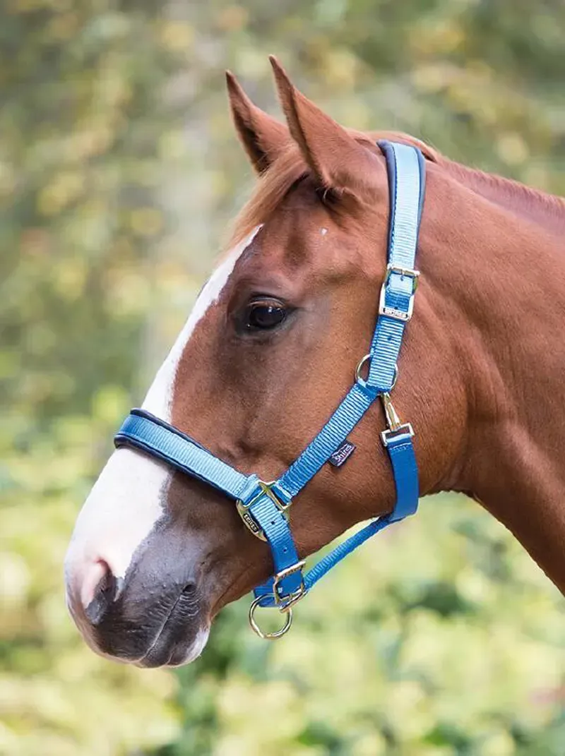 Shires Deluxe Padded Headcollar In Blue