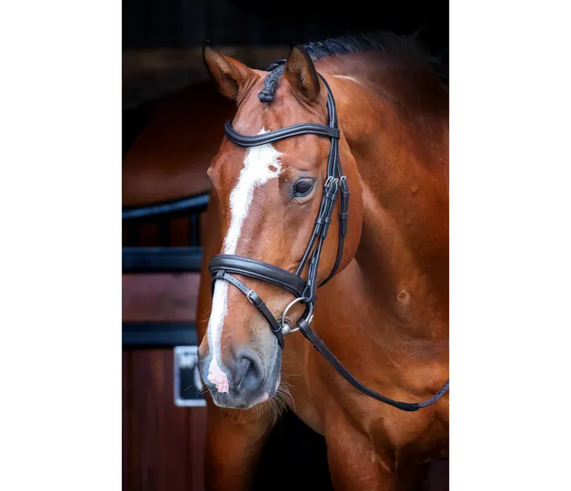 Velociti Rapida Dressage Bridle With Flash in Black