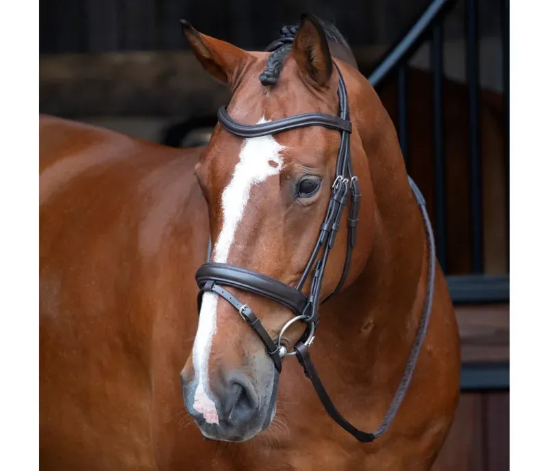 Velociti Rapida Dressage Bridle With Flash in Havana