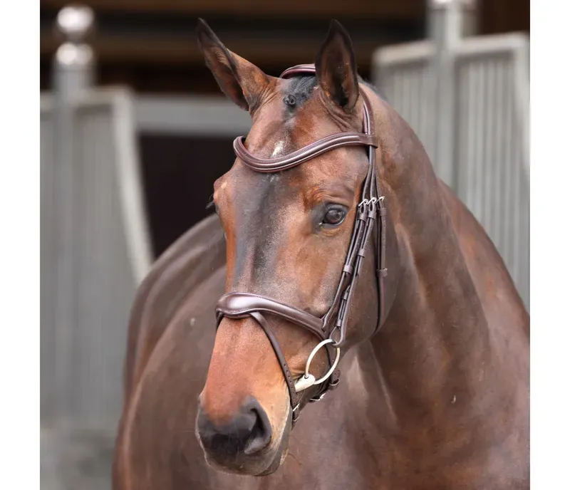 Velociti Lusso Elite Flash Bridle in Havana