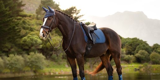 For the Horse