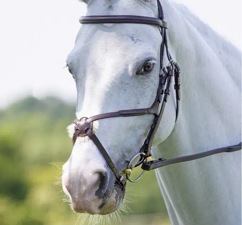 Velociti Grackle Bridle in Havana