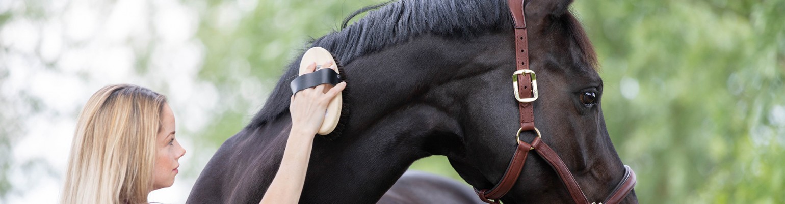 Horse Grooming Brushes