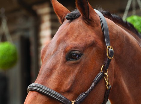 Horse Grooming Plaiting