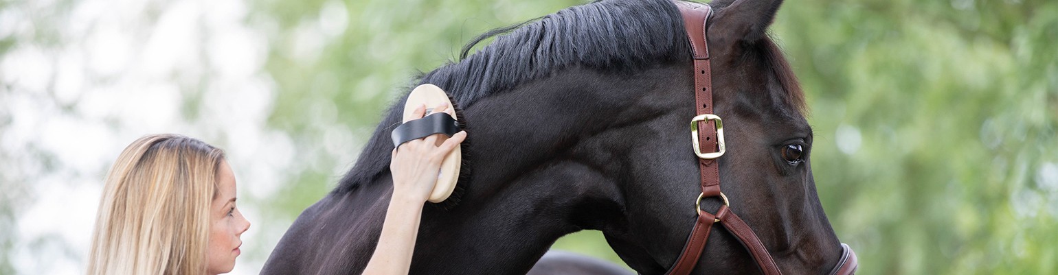 Horse Grooming Plaiting