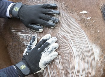 Horse Grooming Sponges and Sweatscrapers