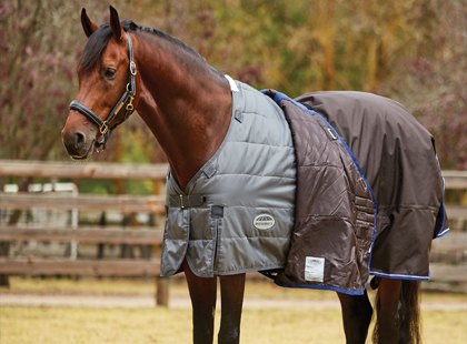 Horse Under Rugs and Liners