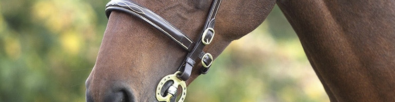 In Hand Bridles and Accessories