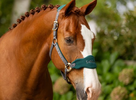 Horse Headcollars and Ropes