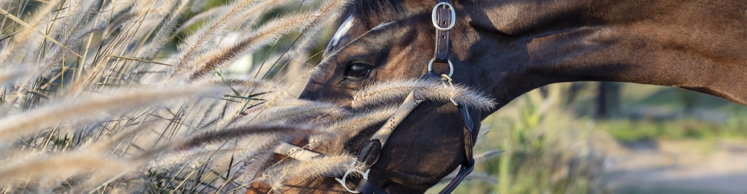 Headcollars and Ropes