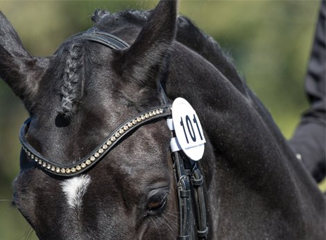 Bridle Parts and Browbands