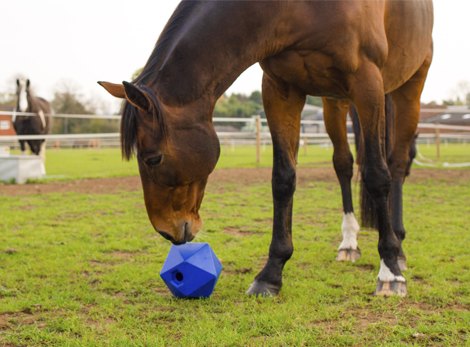 Horse Toys and Treats