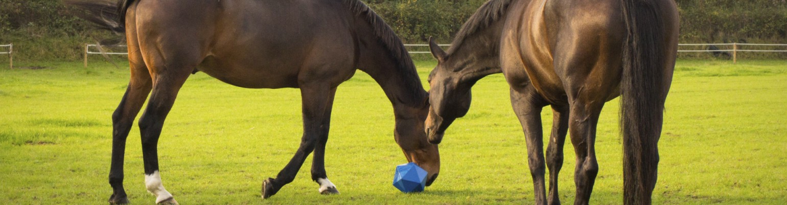 Horse Toys and Treats