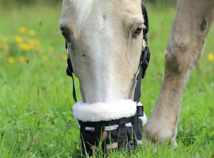 Muzzles and Cribbing Collars