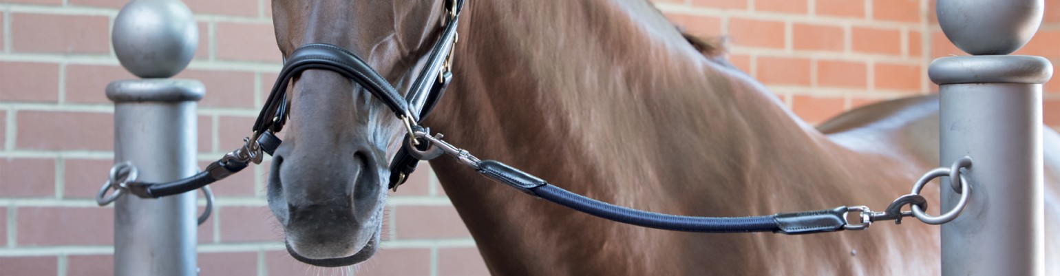 Intrepid International Trailer Tie for Horse Hauling 