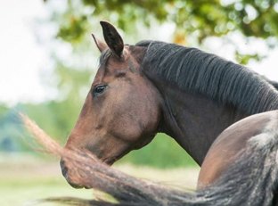 Horse Care Accessories