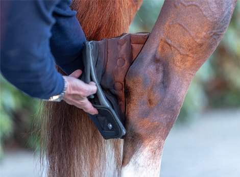 Knee and Hock Boots