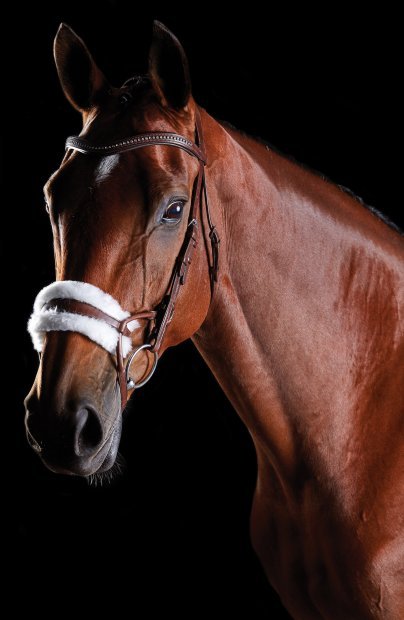 NEW!! Collegiate ComfiTec Bridles 