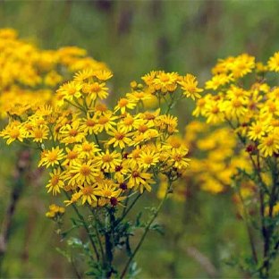 Ragwort Warning!