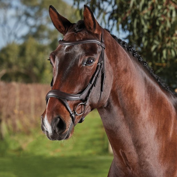 Collegiate Bridles