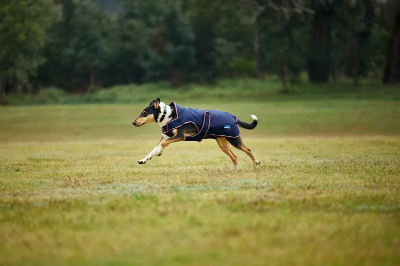 Weatherbeeta Comfitec Premier Deluxe Waterproof Dog Coat In Navy/Burgundy-1