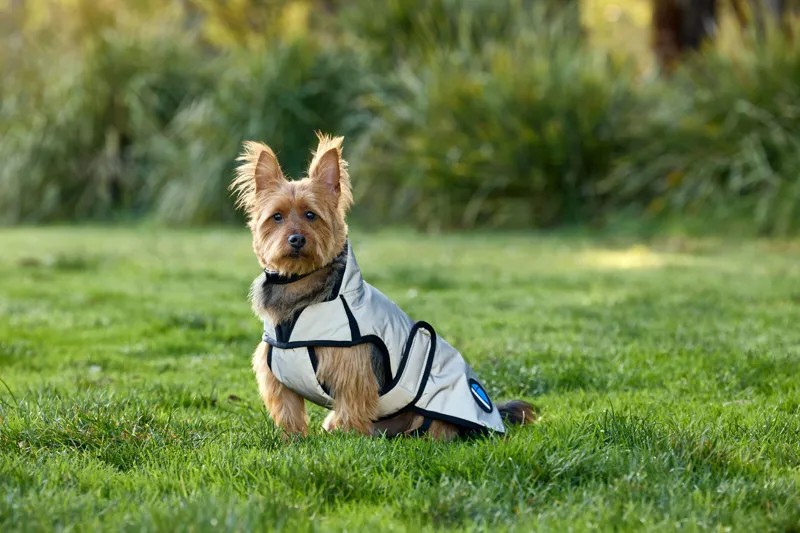 Weatherbeeta Comfitec Reflective Showerproof Dog Coat in Silver-1