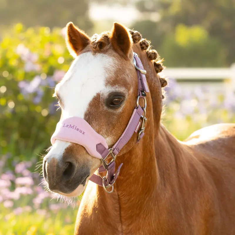 LeMieux Mini Vogue Headcollar and Leadrope in Mallow-1