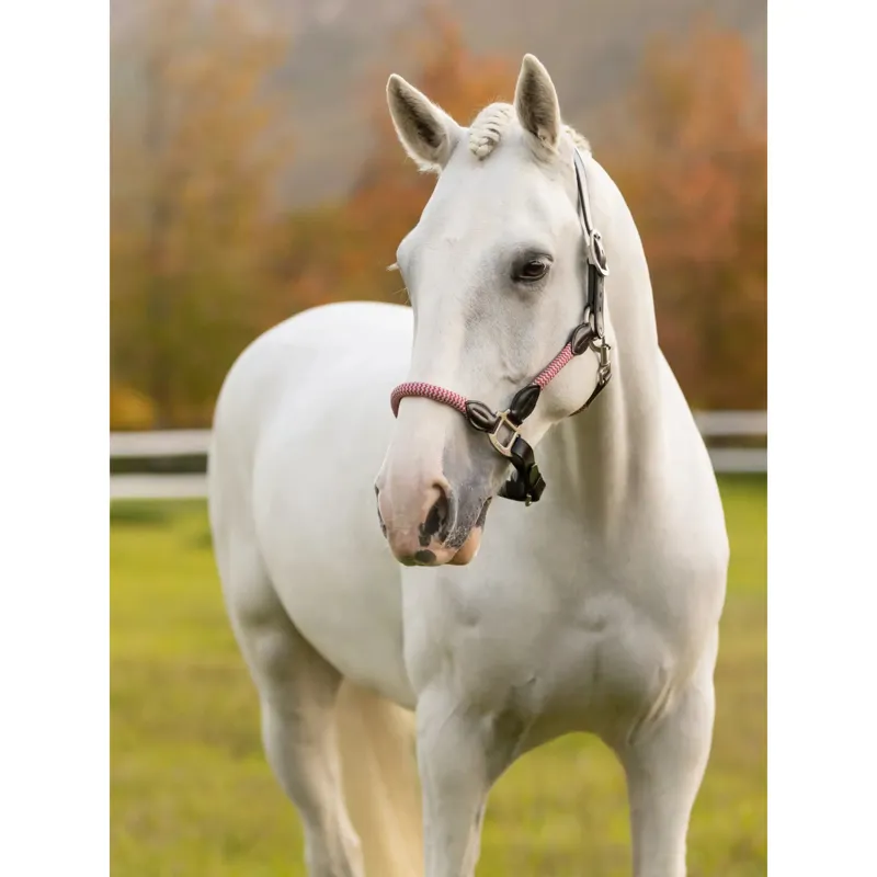 LeMieux Ropella Headcollar in Cranberry-1