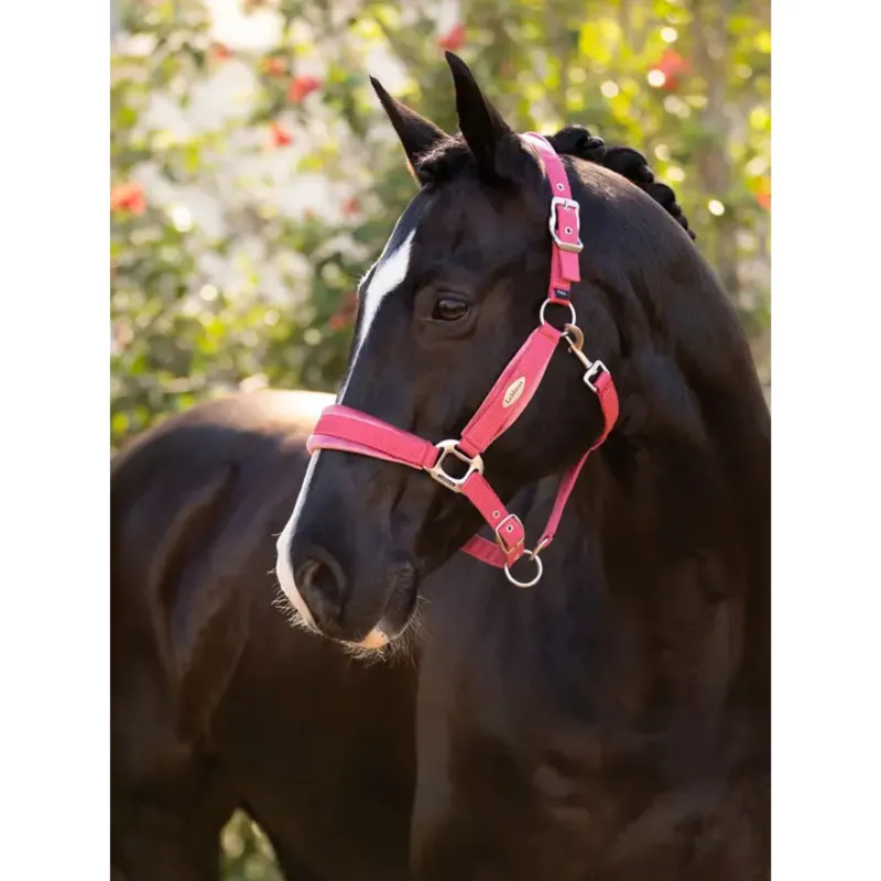 LeMieux Versailles Headcollar in Cranberry-1