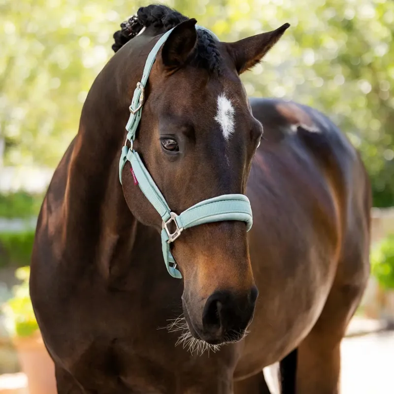 LeMieux Versailles Headcollar in Aqua-1