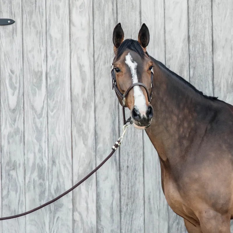 Kentucky Lead Rope Basic in Bordeaux-1