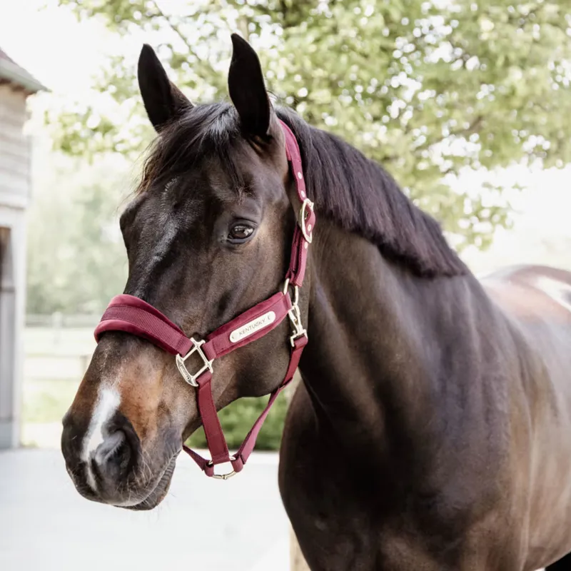 Kentucky Velvet Halter in Bordeaux-1