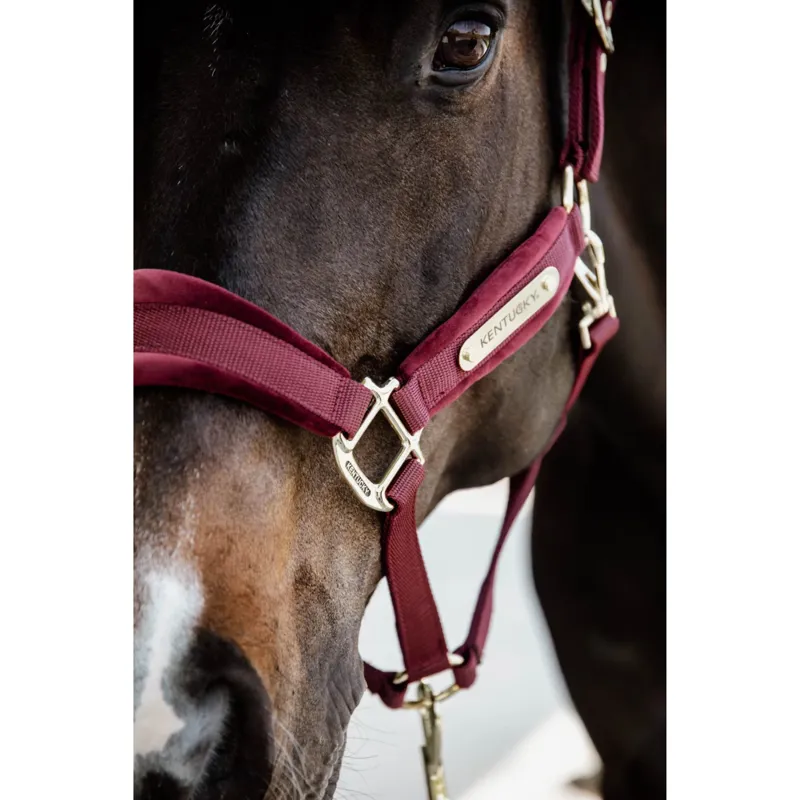 Kentucky Velvet Halter in Bordeaux-2
