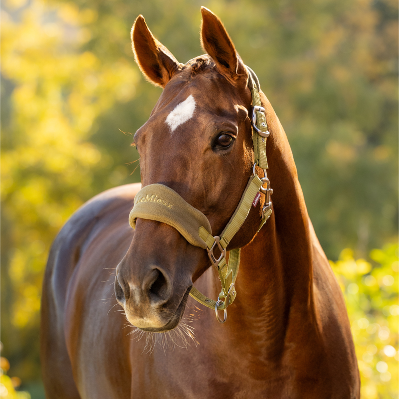LeMieux Vogue Headcollar and Leadrope in Gooseberry-3