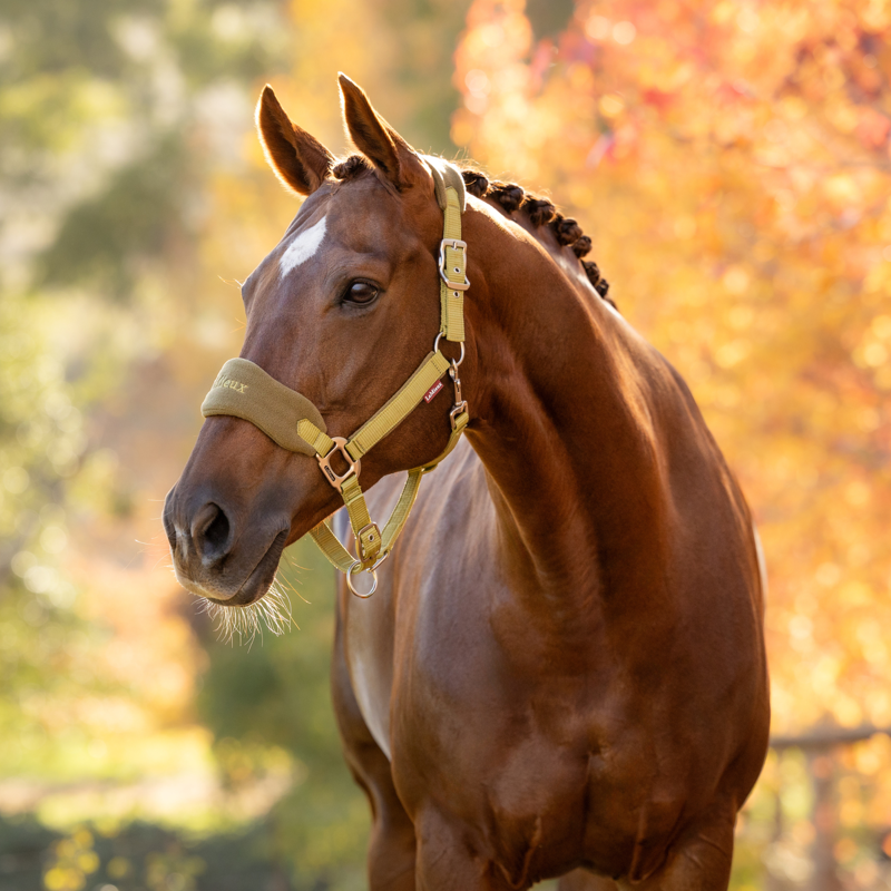 LeMieux Vogue Headcollar and Leadrope in Gooseberry-6