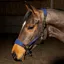 Whitaker Harewood Headcollar in Navy