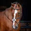 Velociti Rapida Grackle Bridle in Havana