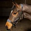 Whitaker Harewood Headcollar in Grey