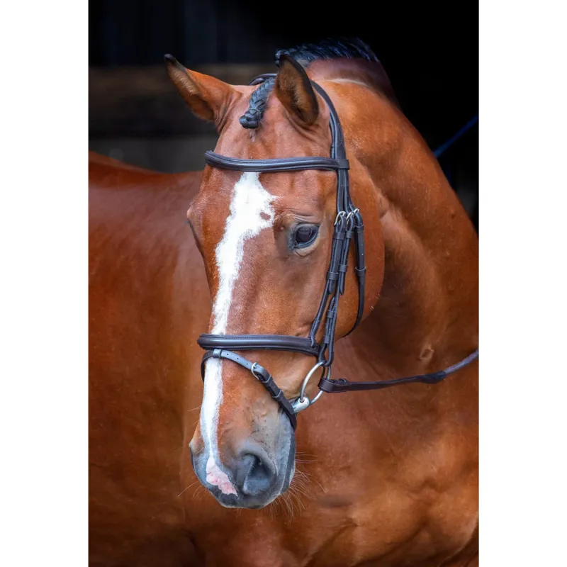 Velociti Rapida Padded Raised Flash Bridle in Havana