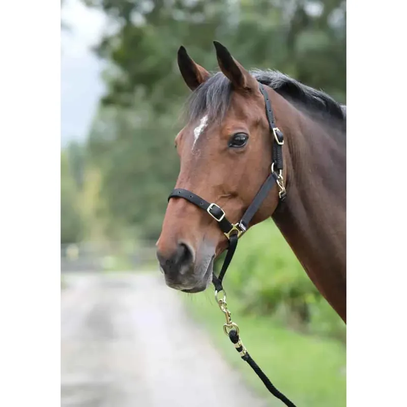 ARMA Control Headcollar In Black
