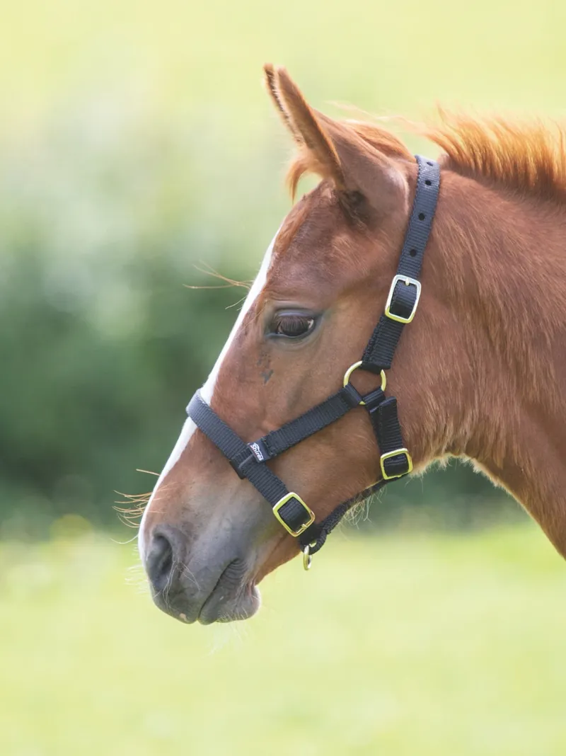 Arma Headcollar Foal in Black