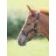 Arma Headcollar Foal in Black