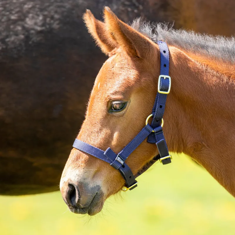Arma Headcollar Foal in Navy Blue-1