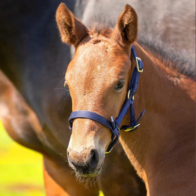 Arma Headcollar Foal in Navy Blue-2
